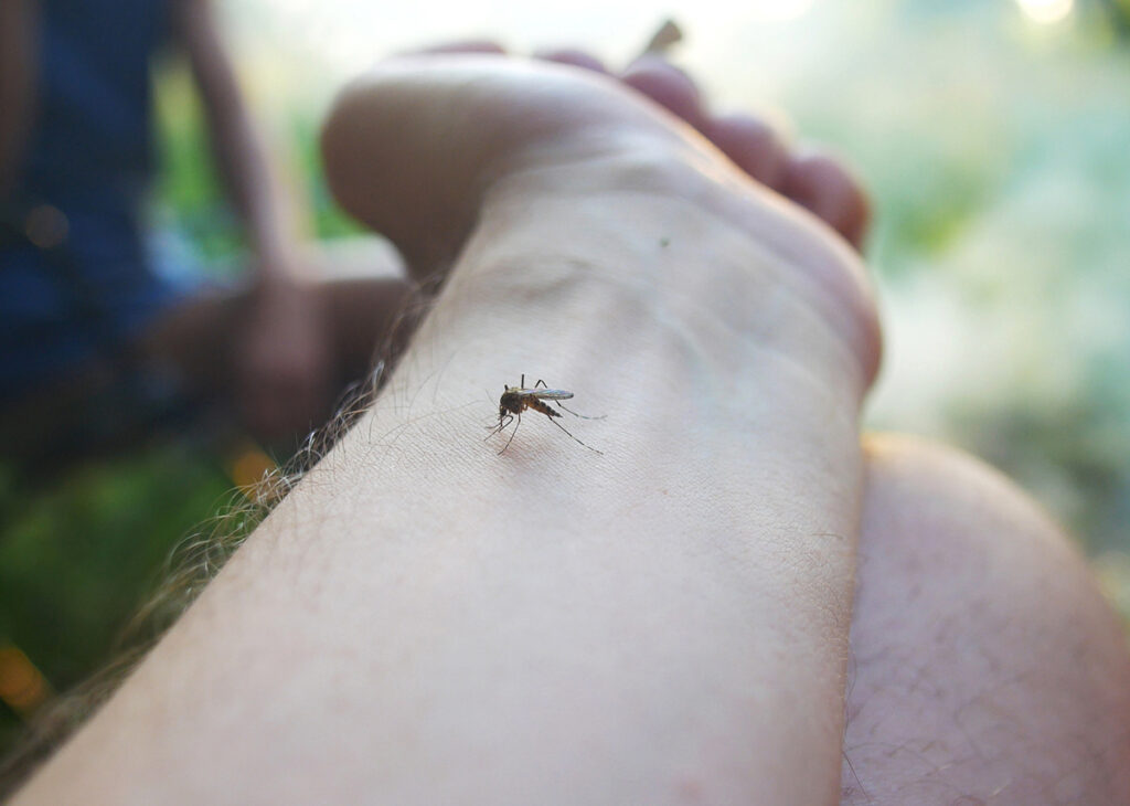 mosquito transmissor da dengue picando um braço